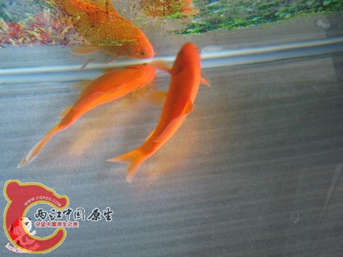 小两口