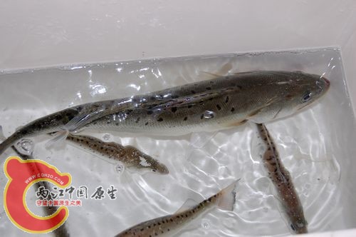 七星鲈.jpg