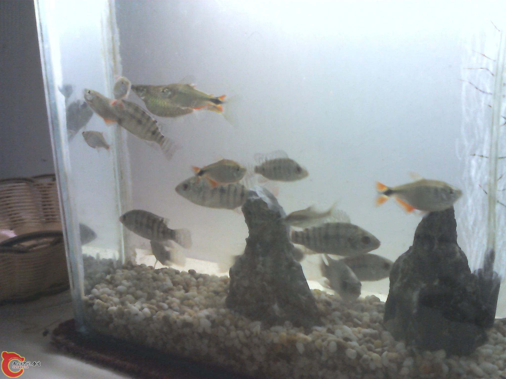 这些都是野采弄回来的