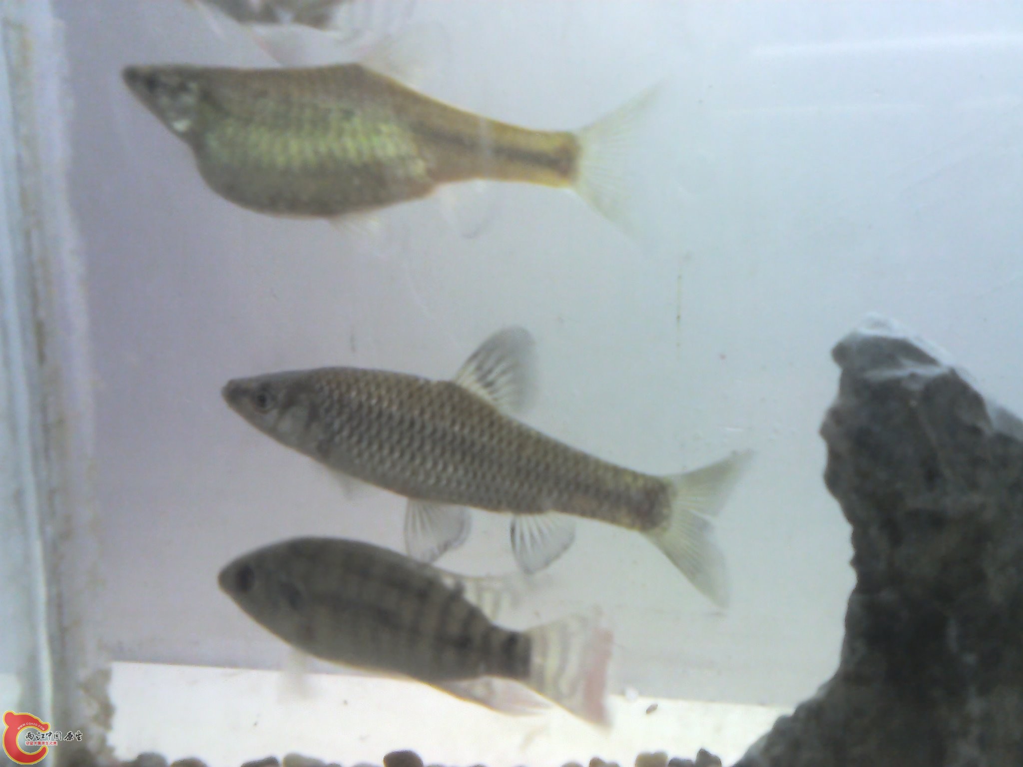 请问大神这是什么鱼，上面那只是不是准备产卵了？从上到下