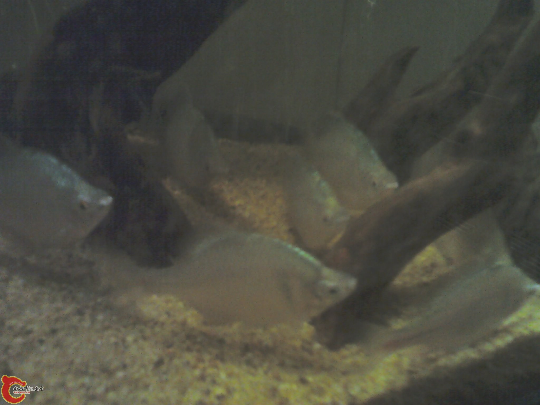 高体鰟鮍，都已发色完好