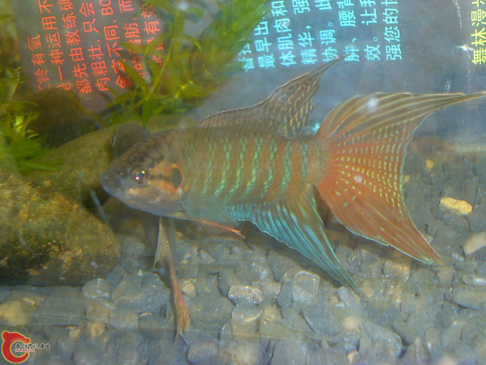 P1100335.JPG