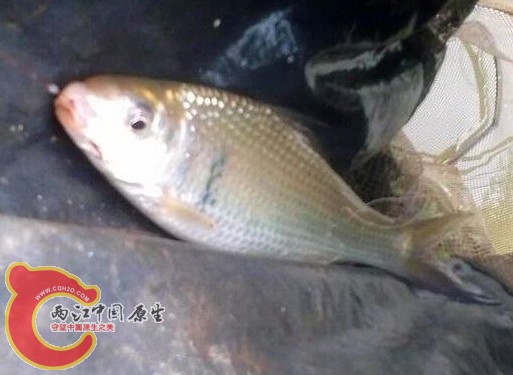石鲮.jpg