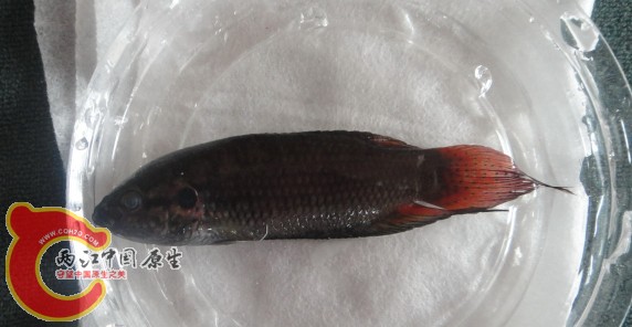 跳缸后
