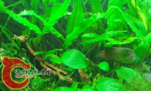没死前