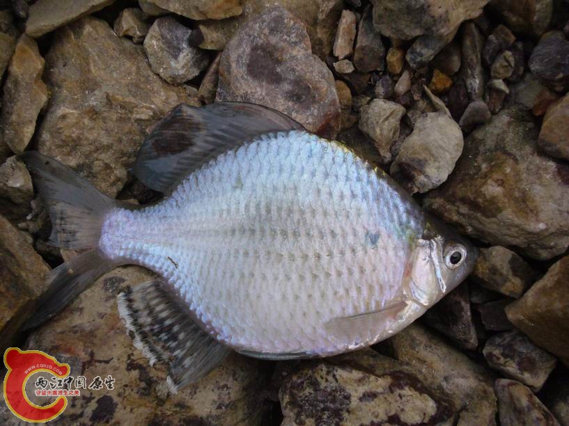 调整大小 P1020834.JPG