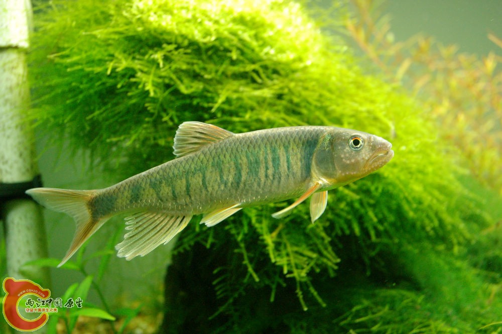 DSC_1155.JPG