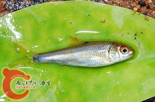 DSC_0825_副本.jpg