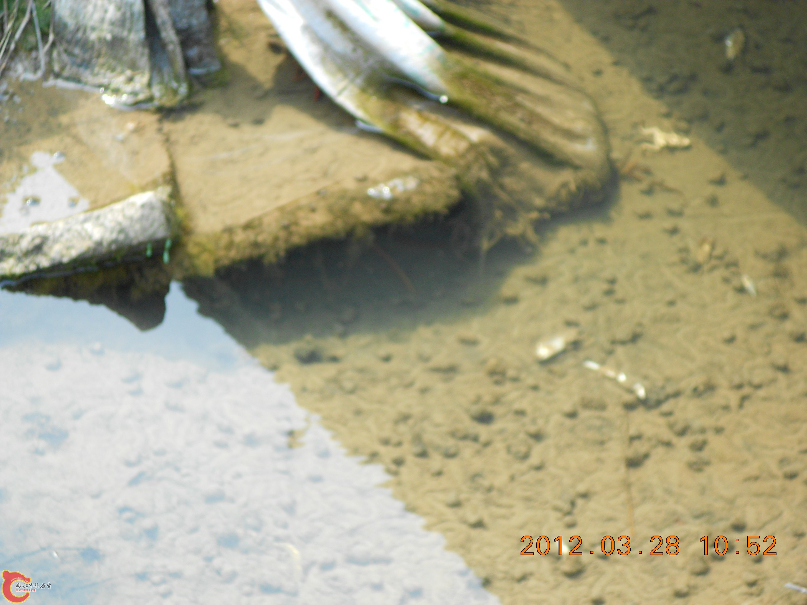 DSCN2950.JPG