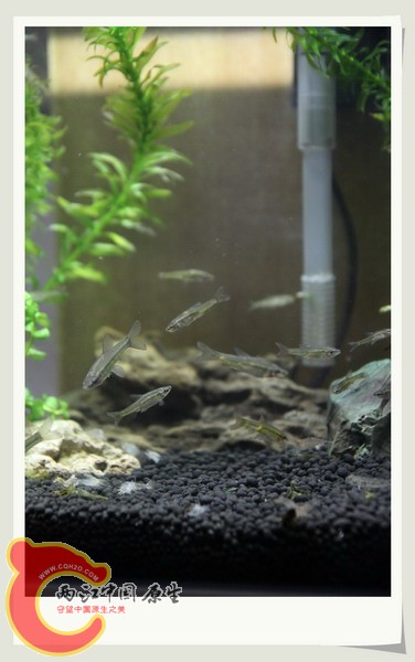 鱼缸27.jpg