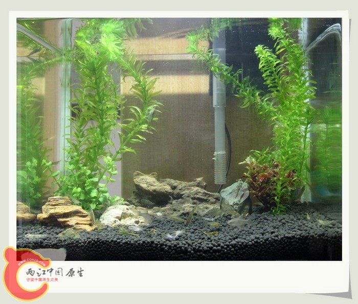 鱼缸01.jpg