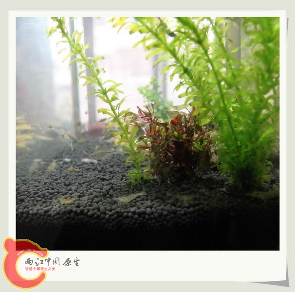 鱼缸09.jpg