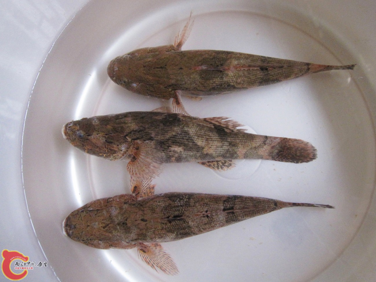沙鳢 (1).jpg