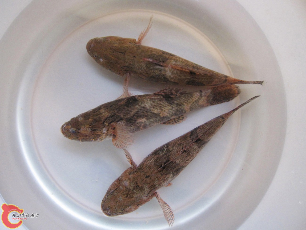 沙鳢 (2).jpg