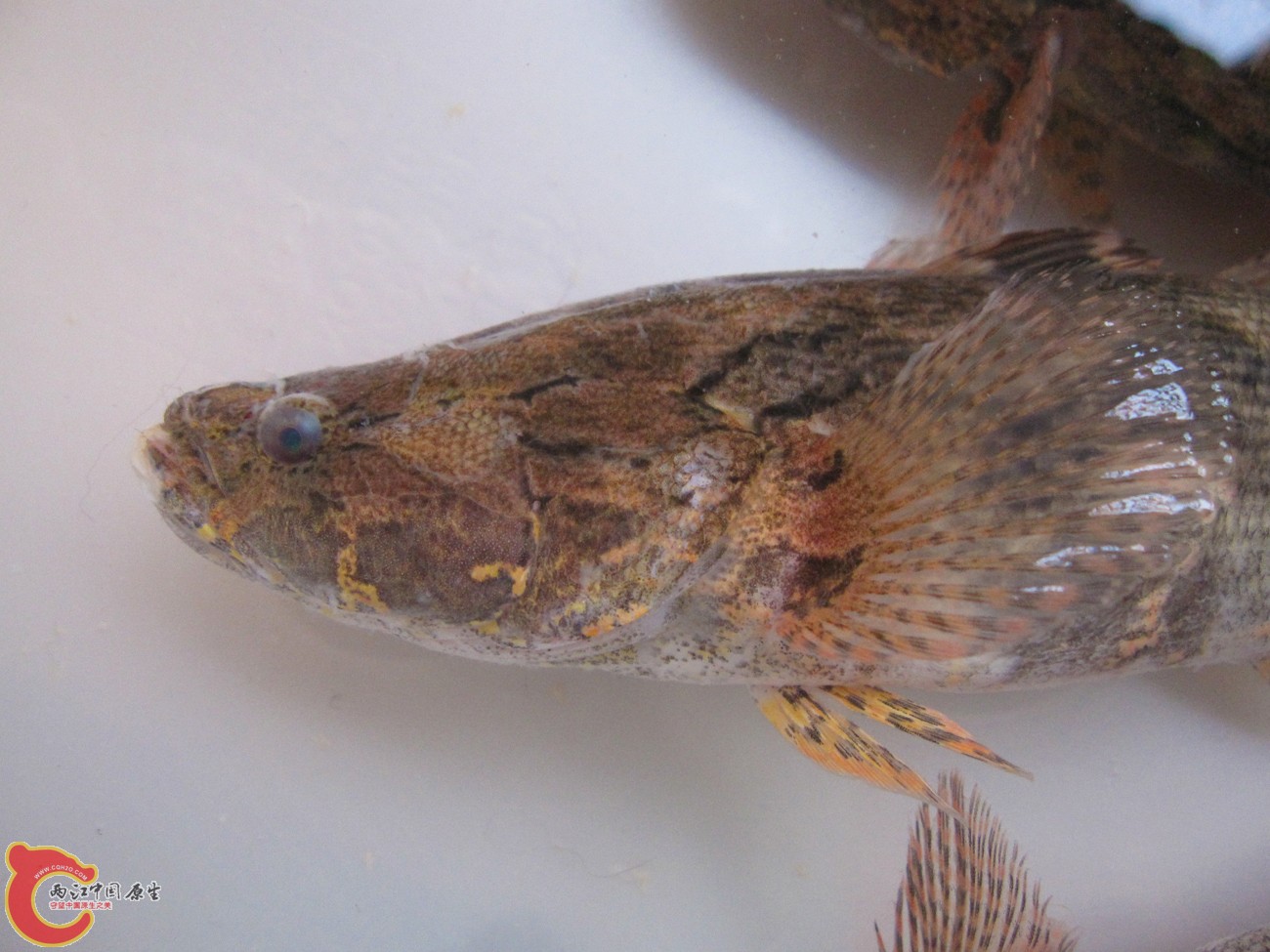沙鳢 (3).jpg