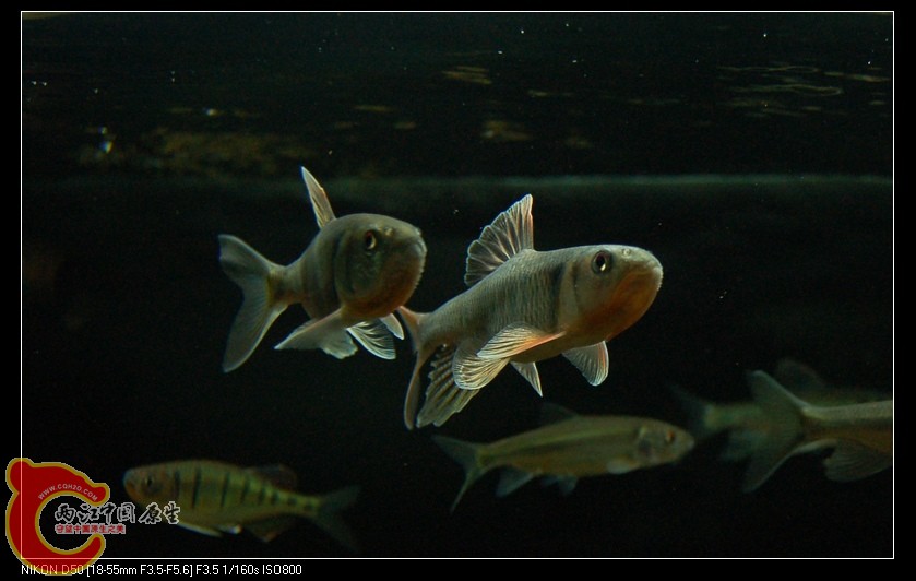 DSC_4168.jpg