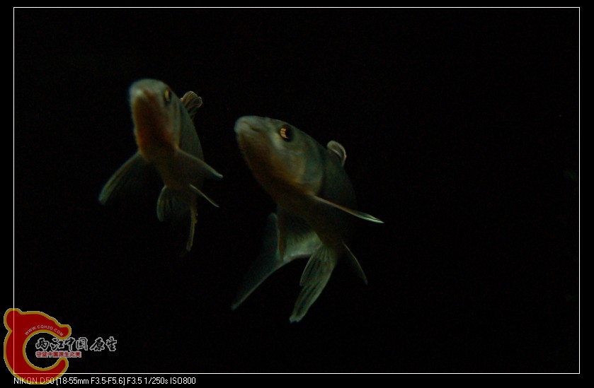 DSC_4186.jpg