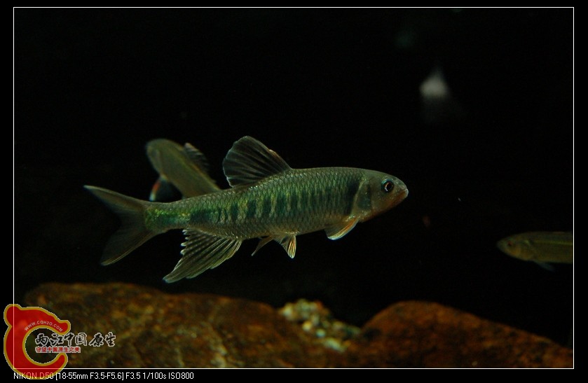 DSC_4195.jpg