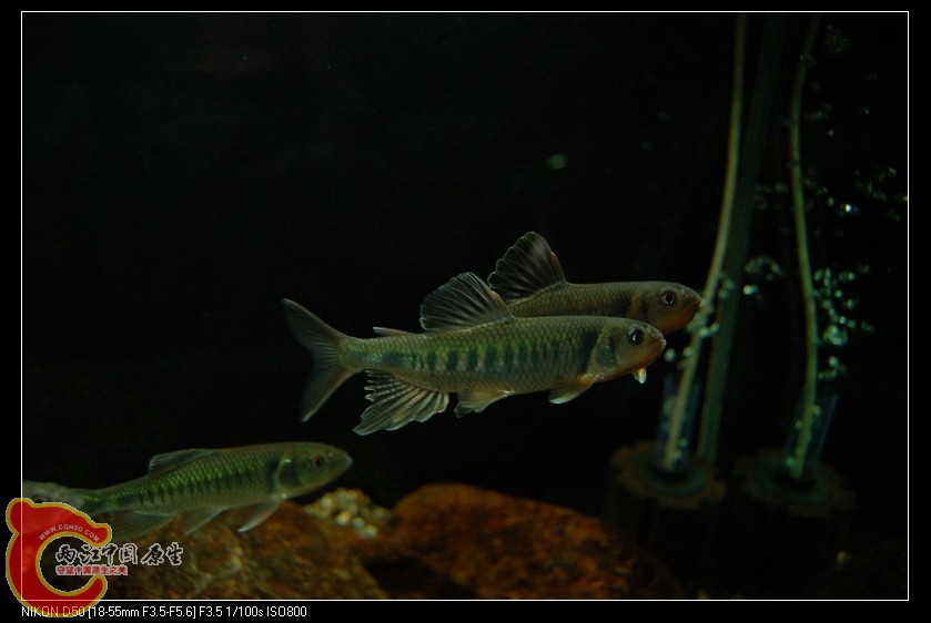 DSC_4198.jpg