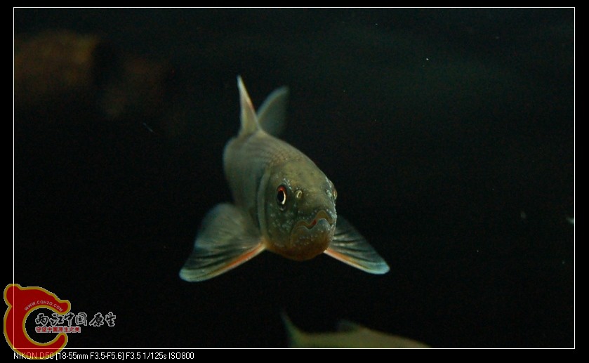 DSC_4204.jpg