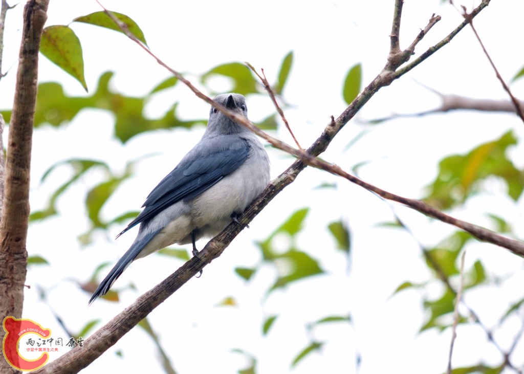 DSC_6937.JPG