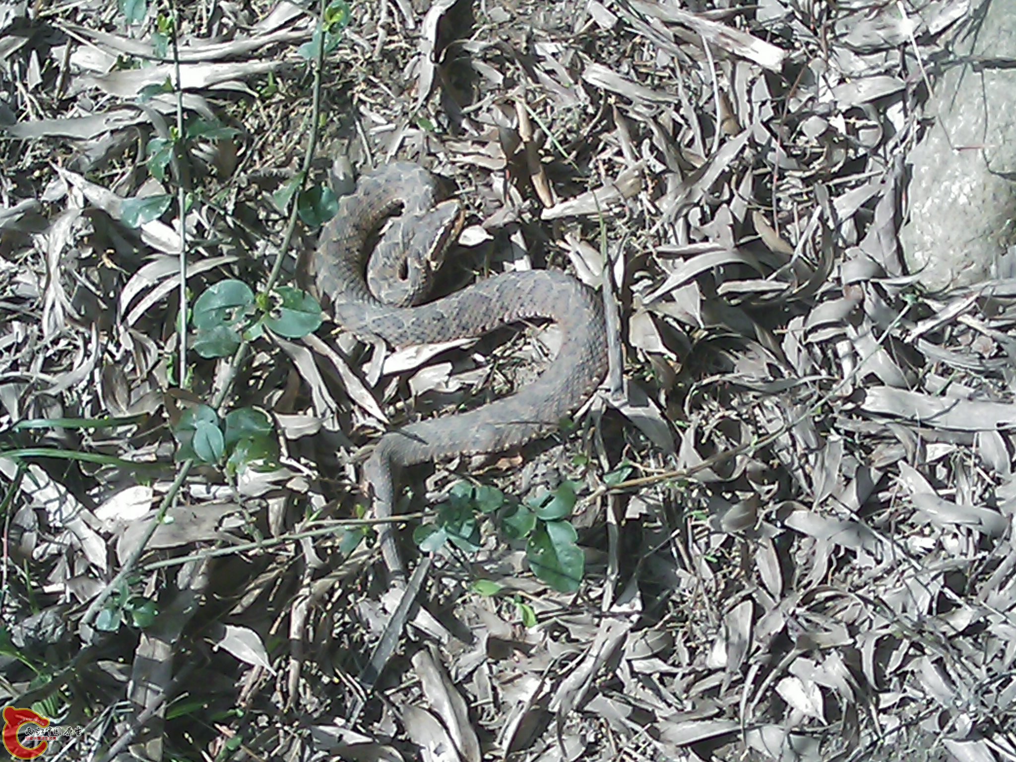 IMAG0245.jpg