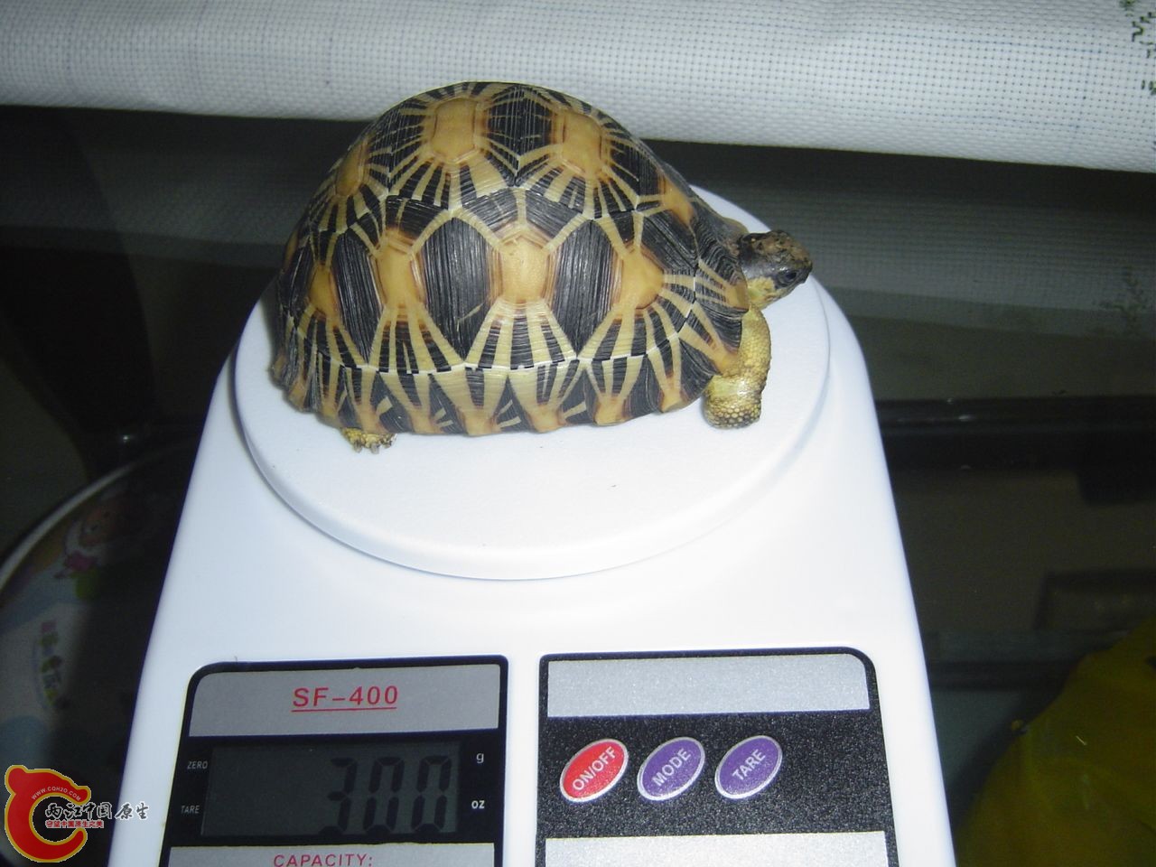 金福20110522.JPG