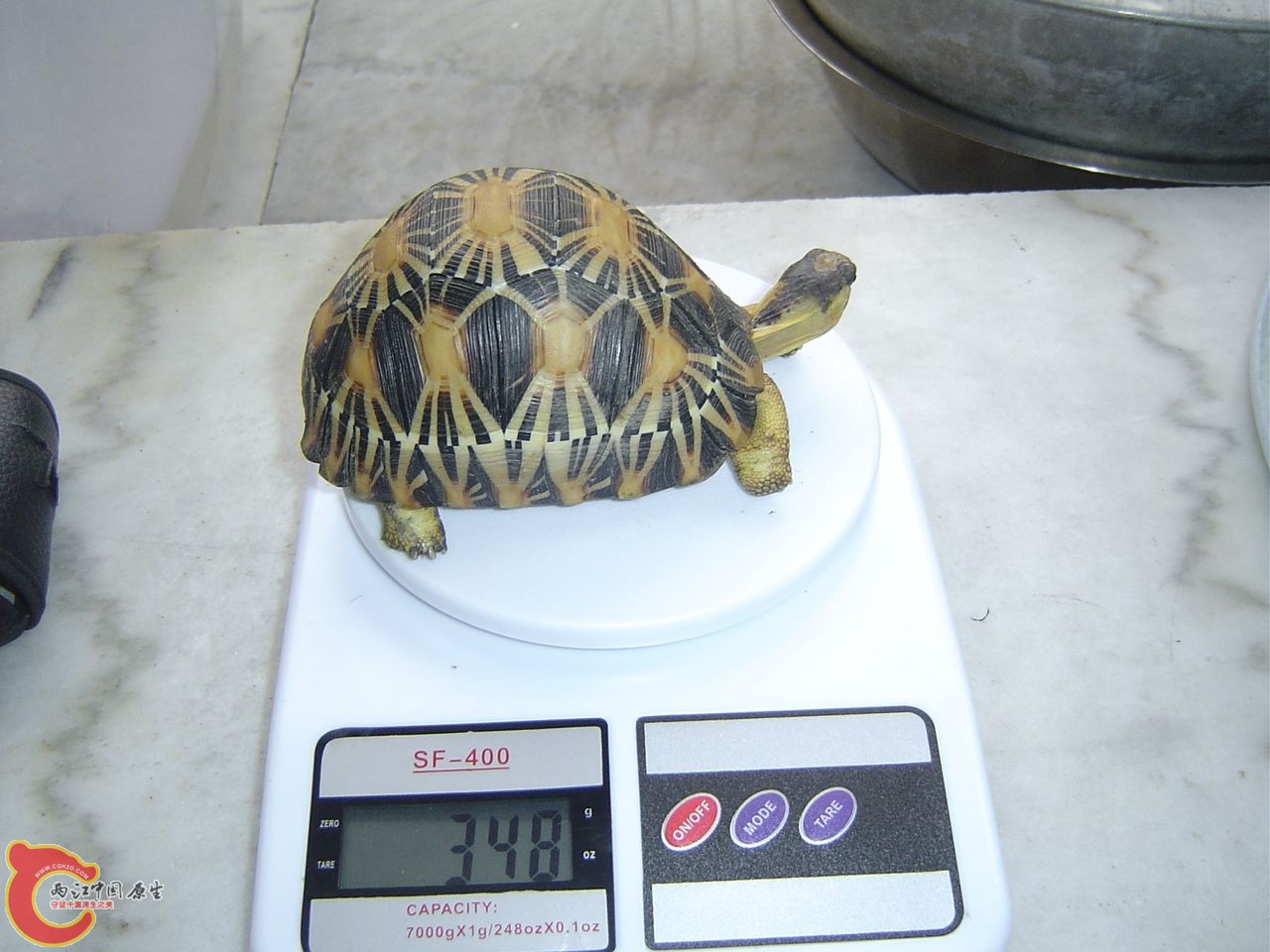 金福20110720.JPG