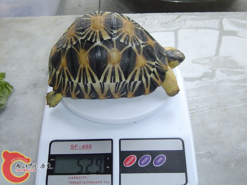 金福20111129.jpg