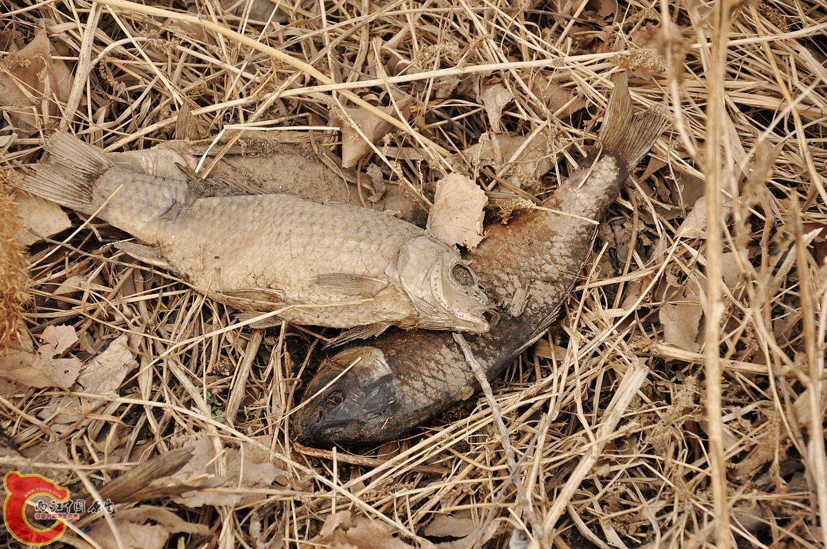 DSC_0067.jpg