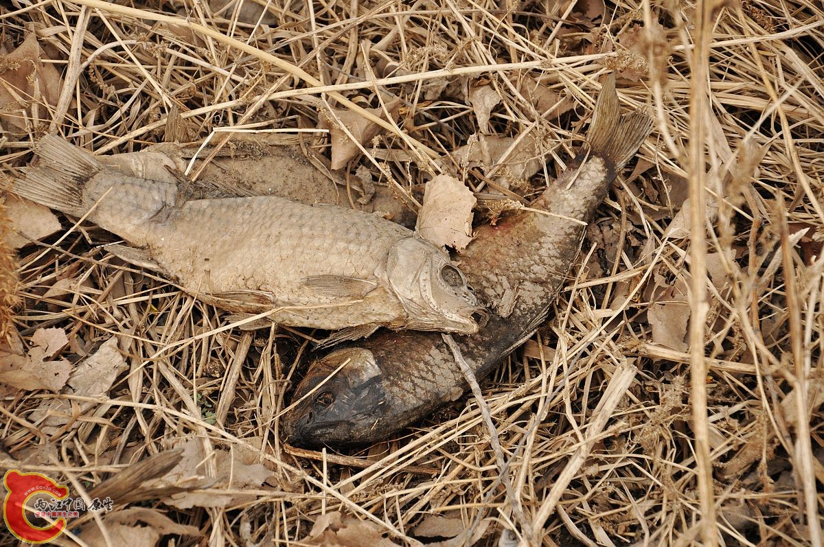 DSC_0068.jpg