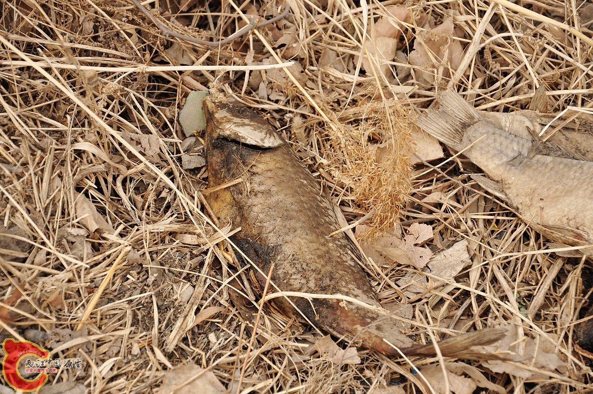 DSC_0069.jpg