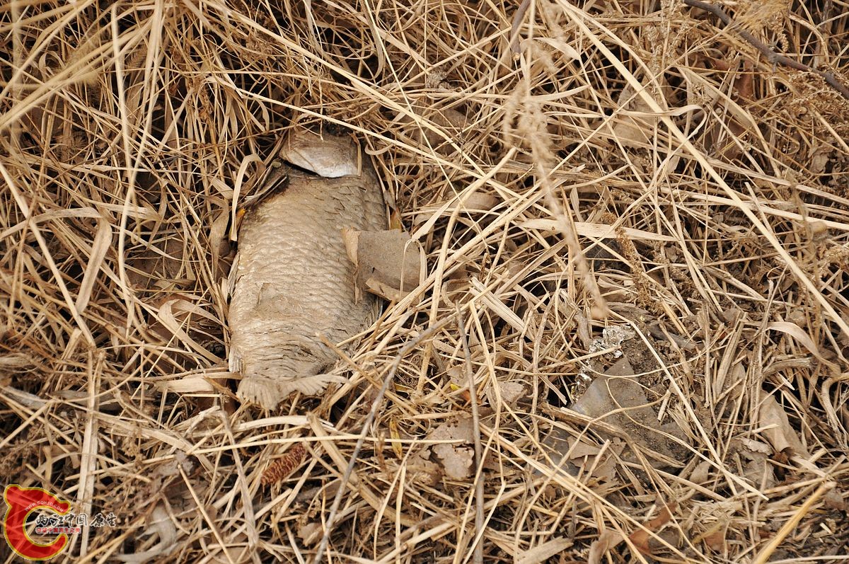 DSC_0070.jpg