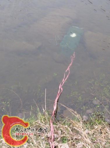 鱼 野采5.jpg