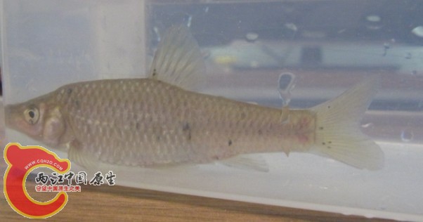鱼 野采2.jpg