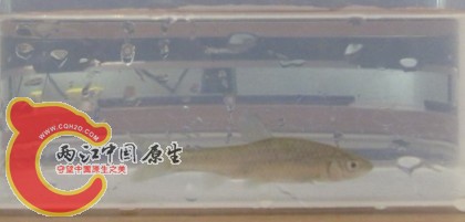 鱼 野采1.jpg