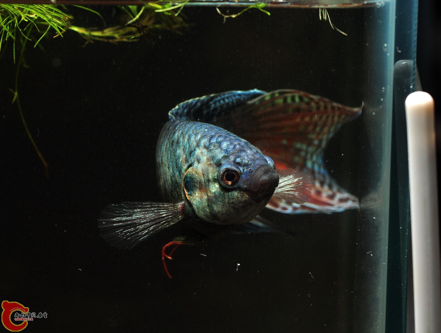DSC_0102斗鱼.jpg