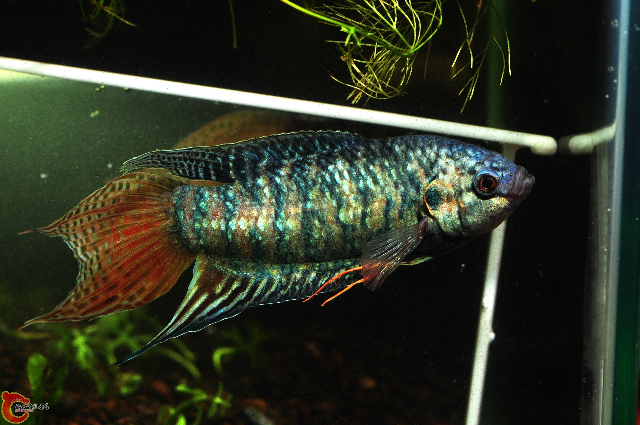 DSC_0132斗鱼.jpg