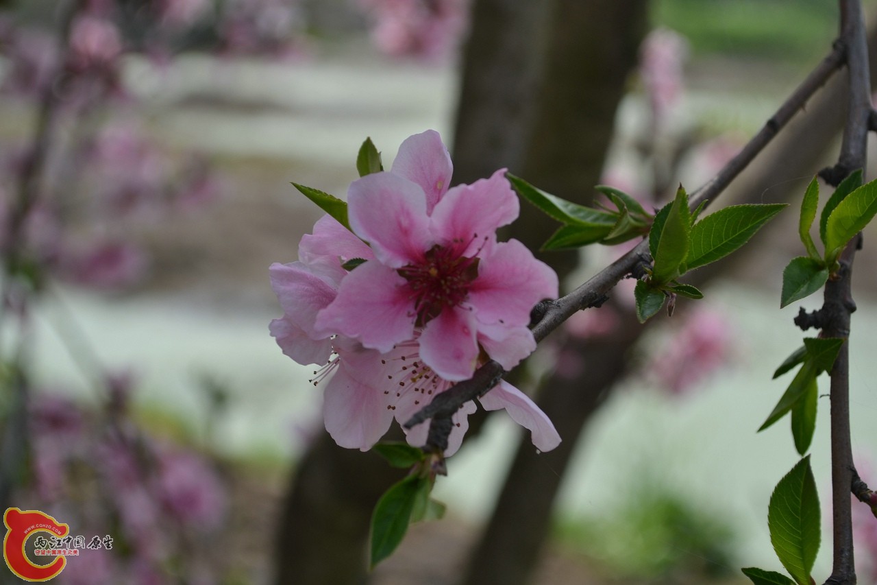 20120402-440.jpg