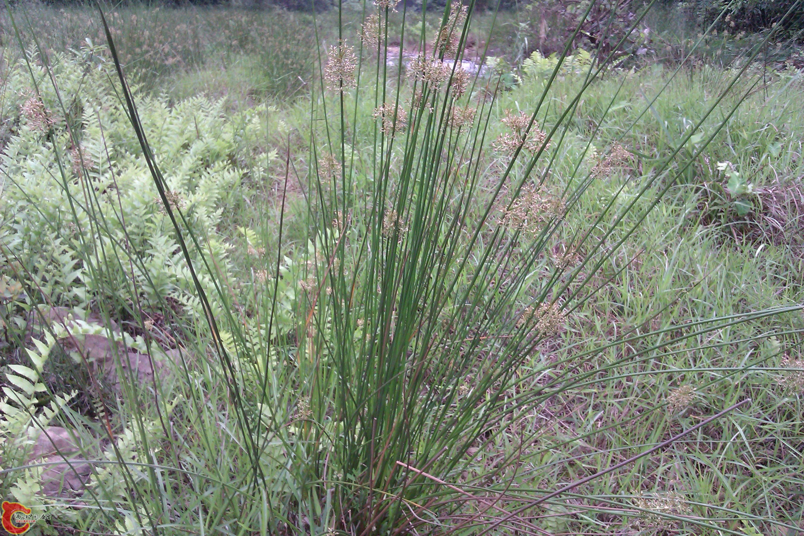 IMAG0307.jpg