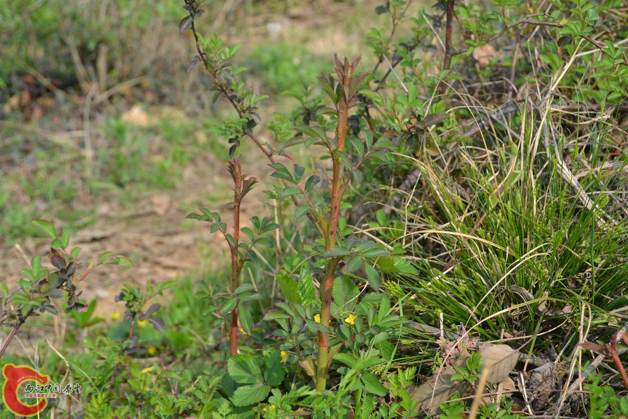 20120402-525.jpg