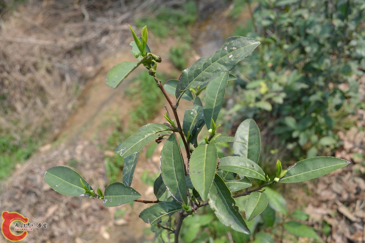 20120402-530.jpg
