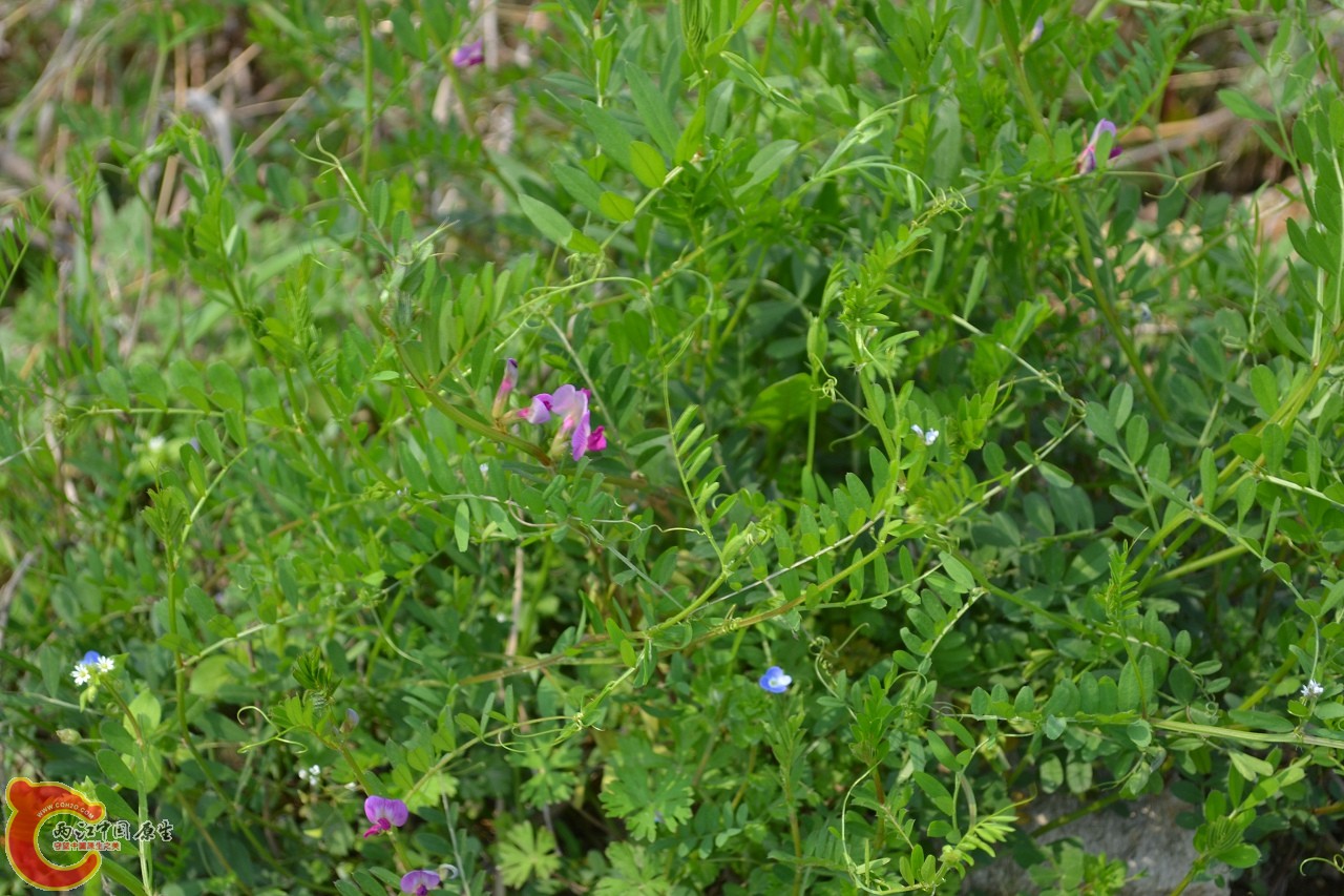 20120402-540.jpg