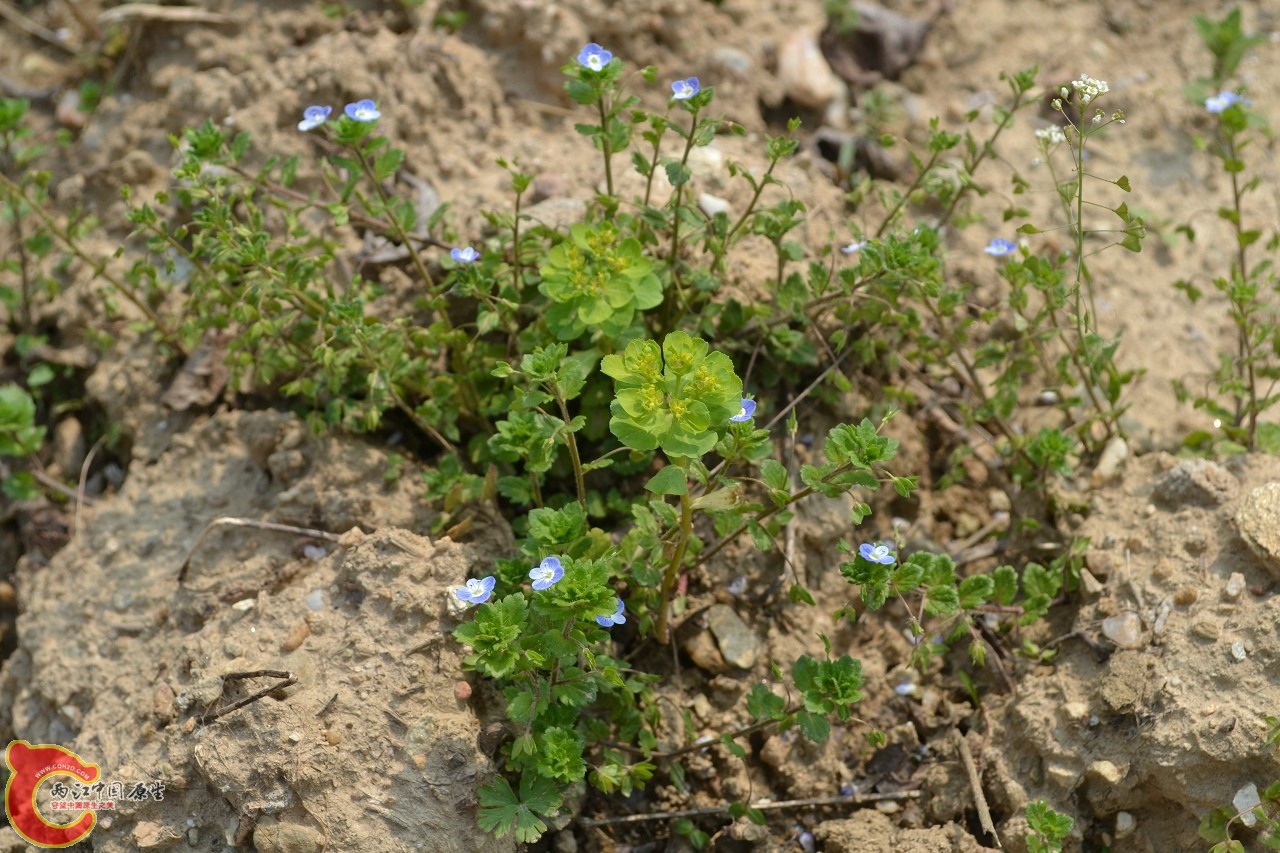 20120402-550.jpg