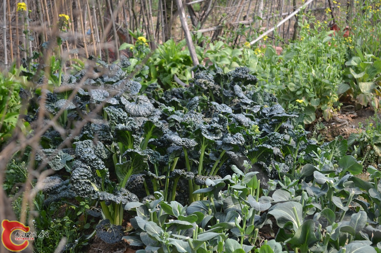20120402-580.jpg