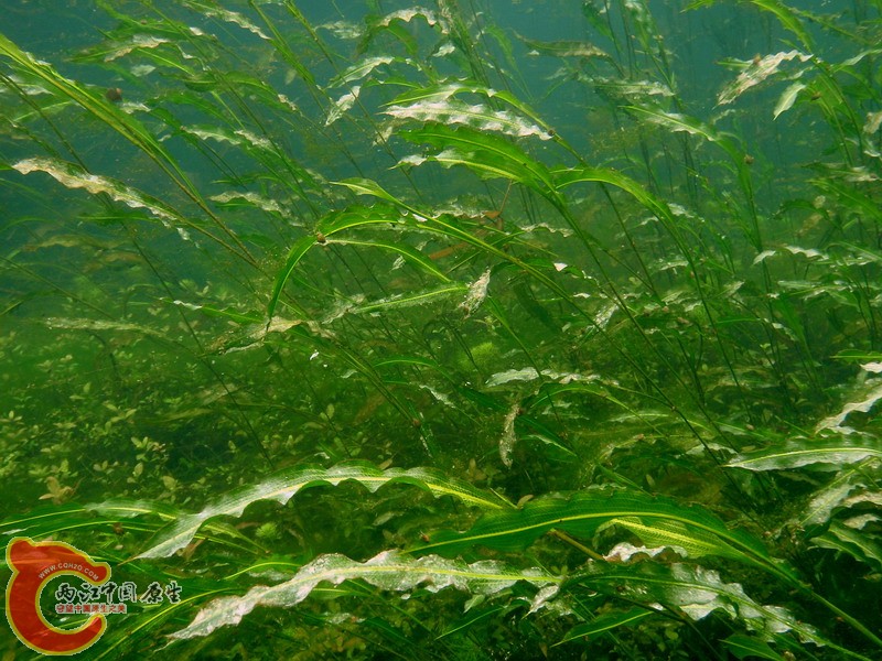 竹叶眼子菜（马来眼子菜））