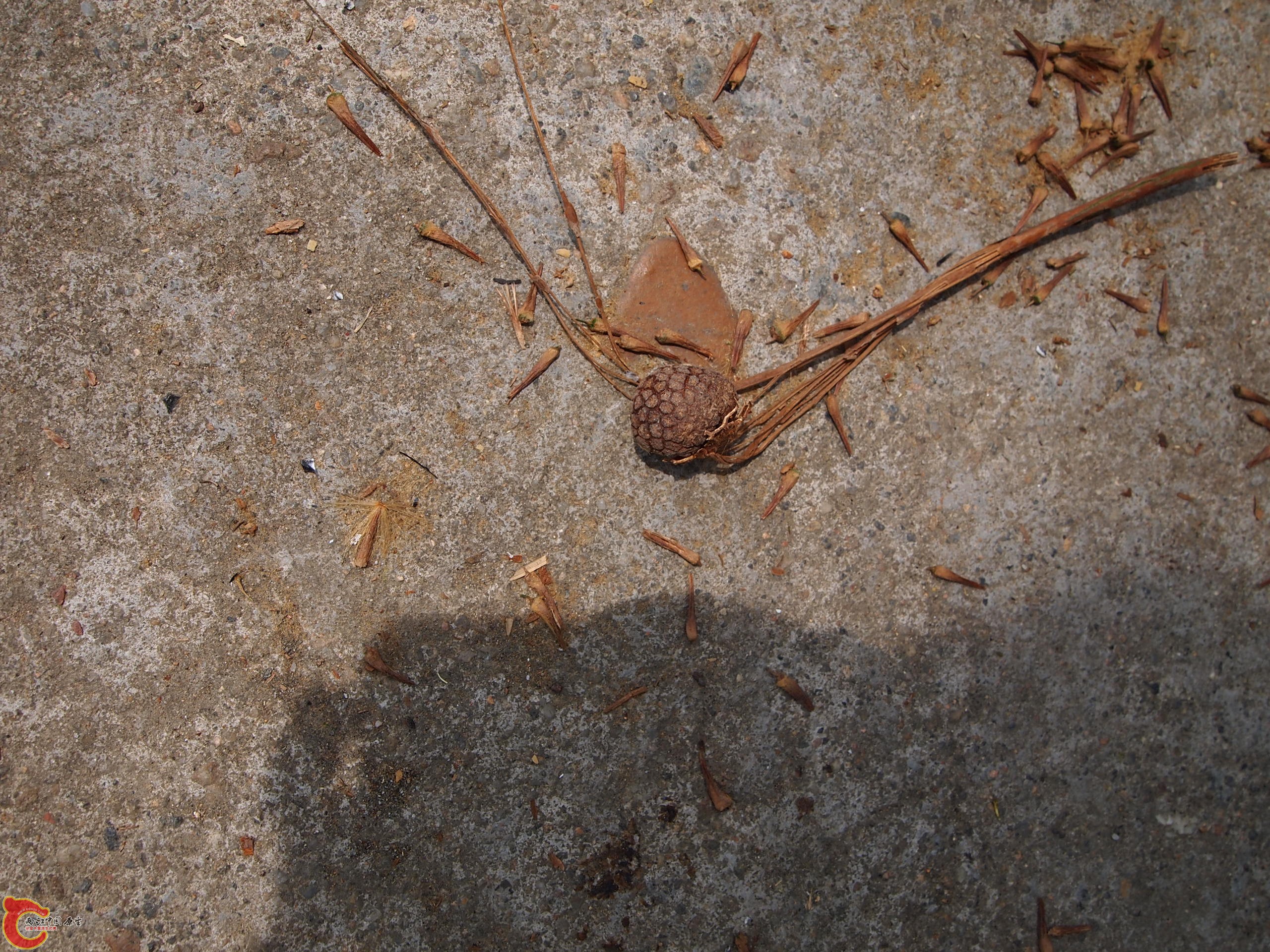 P4025911.JPG