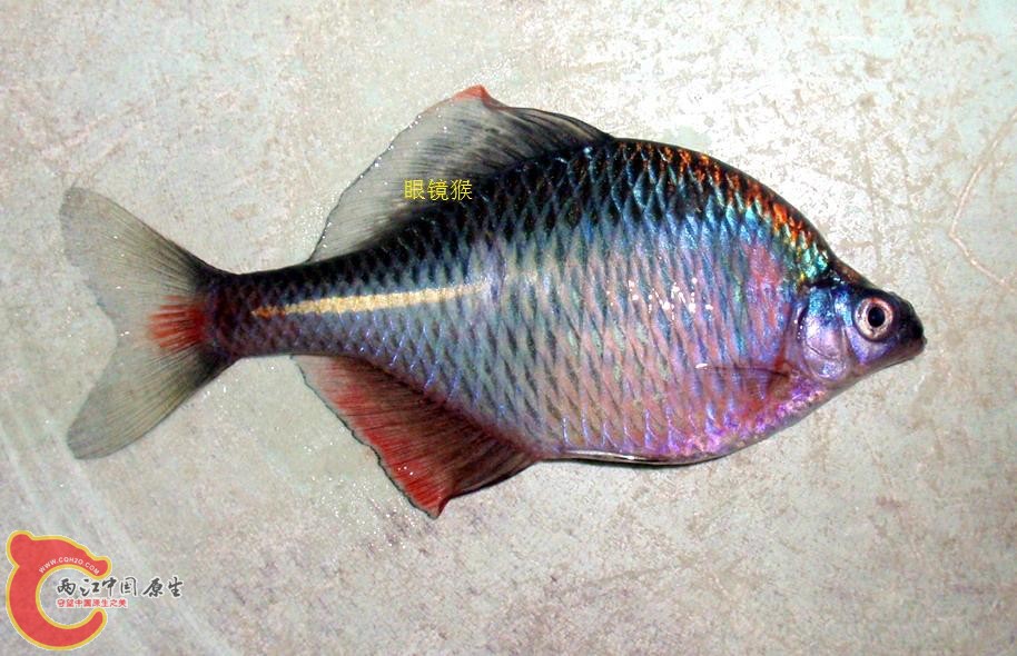 死在路上的高体。。。