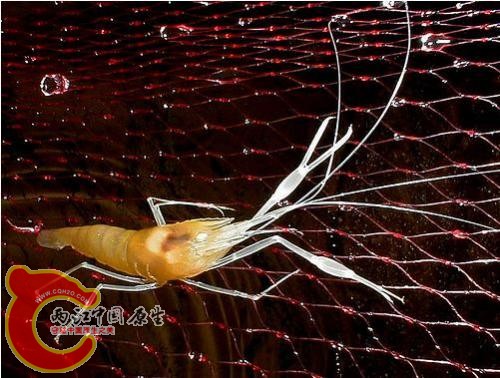 Macrobrachium lingyunense（凌云沼虾）.jpg