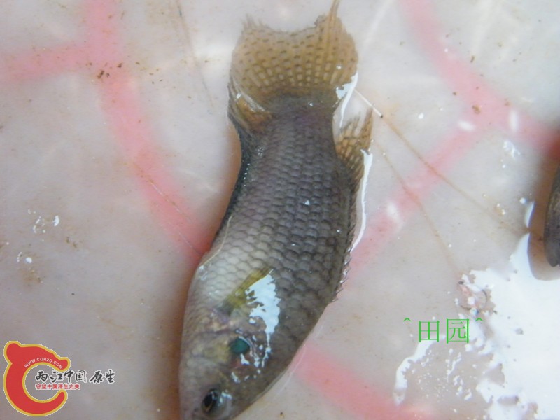 DSCF3022_副本.jpg